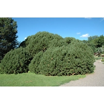 Havasi törpefenyő / Pinus mugo var. mughus - 30-40