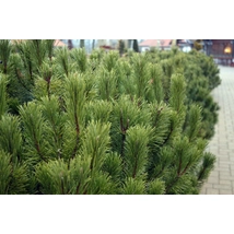 Törpefenyő / Pinus mugo - 80-100