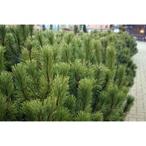 Törpefenyő / Pinus mugo - 30-40