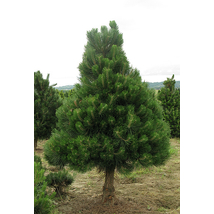 Osztrák feketefenyő / Pinus nigra 'Austriaca' ✷