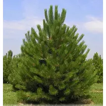 Osztrák feketefenyő / Pinus nigra 'Austriaca' - 250-300