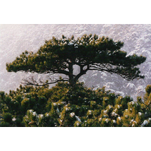 Feketefenyő / Pinus nigra ✷