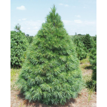 Simafenyő vagy selyemfenyő / Pinus strobus ✷