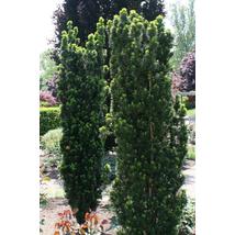Oszlopos tiszafa / Taxus x media 'Hiksii' - 80-100