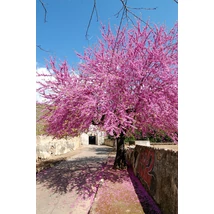 Közönséges júdásfa / Cercis siliquastrum - 250-300