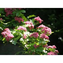 Pirosvirágú díszgalagonya / Crataegus laevigata 'Paul's Scarlet' - 200-250