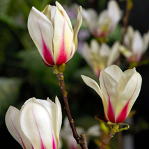 Törpe liliomfa / Magnolia concinna 'Sunrise' ✥