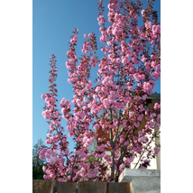 Royal Burgundy japán díszcseresznye / Prunus serrulata 'Royal Burgundy' - 250-300