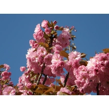 Japán díszcseresznye / Prunus serrulata 'Kanzan' - 225-250