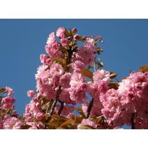 Japán díszcseresznye / Prunus serrulata 'Kanzan' - 250-300