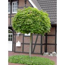 Gömbjuhar / Acer platanoides 'Globosum' - 225-250