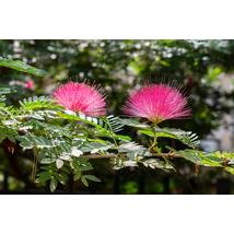 Selyemakác / Albizia julibrissin - 100-125