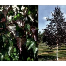 Bordó levelű nyír / Betula pendula 'Royal Frost'