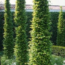 Oszlopos gyertyán / Carpinus betulus 'Fastigiata' - 200-250