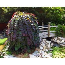 Bordó levelű csüngő júdásfa / Cercis canadensis 'Ruby Falls' ✥