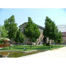 Raywood keskenylevelű kőris városi parkban