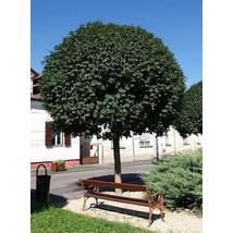 Gömbkőris / Fraxinus ornus 'Mecsek' - 225-250