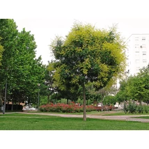 Bugás csörgőfa virágzása városi parkban