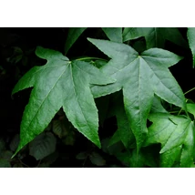Amerikai ámbrafa / Liquidambar styraciflua - 200-250