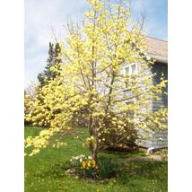 Yellow River sárga virágú liliomfa / Magnolia denudata 'Yellow River' ✥