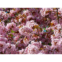 Vérszilva / Prunus cerasifera 'Woodii' - 225-250 (200 cm törzsre oltott)