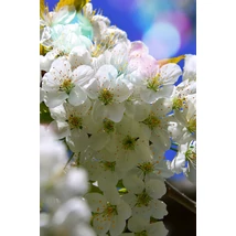 Gömbkoronájú csepleszmeggy / Prunus fruticosa 'Globosa' ✥