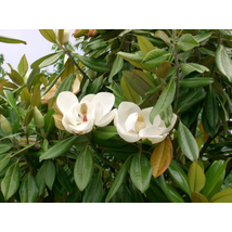 Edit Bague örökzöld liliomfa / Magnolia grandiflora ’Edit Bague’ - 30-40