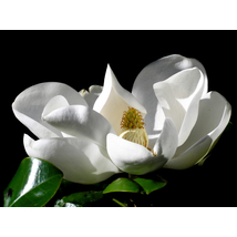 Galissoniere örökzöld liliomfa / Magnolia grandiflora ’Galissoniere’ - 60-80