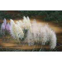 Ezüstös pampafű / Cortaderia selloana ❉
