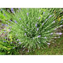 Levendula / Lavandula angustifolia - 25-30