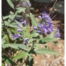 Angol kékszakáll / Caryopteris x clandonensis ❁