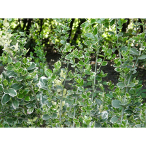 Ezüsttarka kúszó kecskerágó / Euonymus fortunei 'Emerald Gaiety' ✽