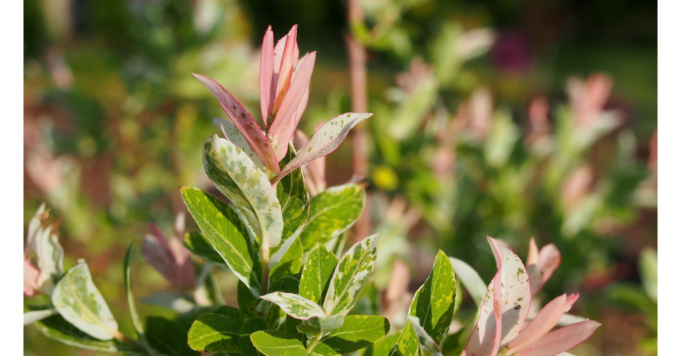 Salix Integra Hakuro Nishiki Vŕba Japonska Okrasna Drevina