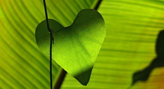 Zöldlevél, zöld szívvel kép