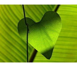 ♦ Ajándékkártyák