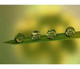 Kertészeti termékeink