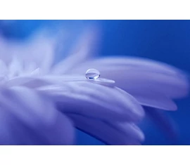 ☛ Könnyen kezelhető dísznövényeink ☛ Könnyen kezelhető dísznövényeink