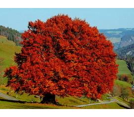 Mérsékelt övi díszkertek dísznövényei Mérsékelt övi díszkertek dísznövényei