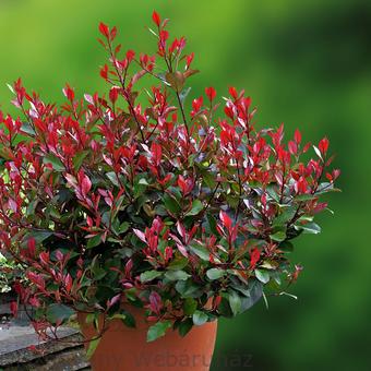 Little Red Robin Klberkenye Photinia X Fraseri Little Red Robin Klberkenye Konténerben