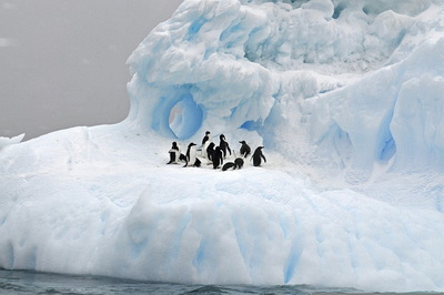 Antarktiszi jétömb, pngvinekkel kép