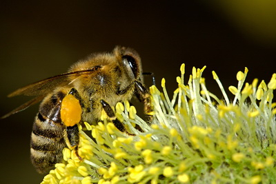 Méh munkában kép