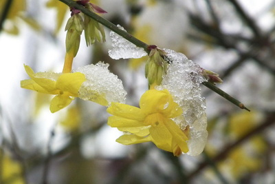 Téli jázmin virágzás télen, hó alatt kép