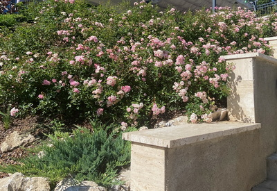 Talajtakaró rózsa és terülőboróka kép