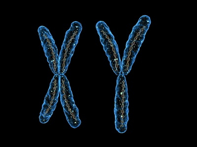 XY kromoszóma kép