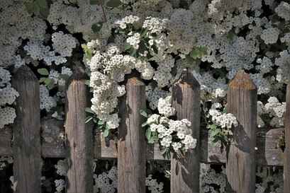 Gyöngyvessző sövény virágzás kép