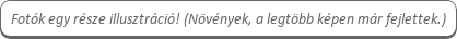 Fotó illusztrációk button