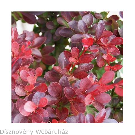 Berberis Thunbergii F Atropurpurea Stock Photos Berberis