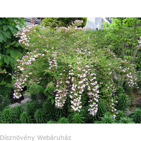 Images Viraglonc Kolkwitzia Amabilis Disznoveny Webaruhaz