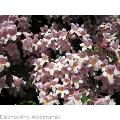 Téléchargement gratuit Images Viraglonc Kolkwitzia Amabilis Disznoveny Webaruhaz actualisé