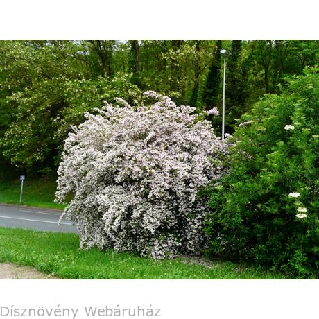 Avoir Images Viraglonc Kolkwitzia Amabilis Disznoveny Webaruhaz dernière par